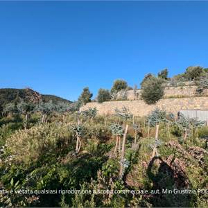 Terreno Agricolo in vendita, Localita' Arveglio snc, snc, Albenga