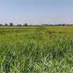 Terreno Agricolo in vendita, nei pressi delle Frazioni di Aliarolo e Gerre Ghiozzo snc, Cava Manara