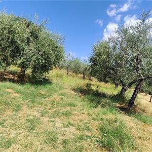 Agricultural Field for sale, 06036 Colle San Clemente PG, Italia, Montefalco